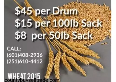 WHEAT FOR SALE - Recently Harvested